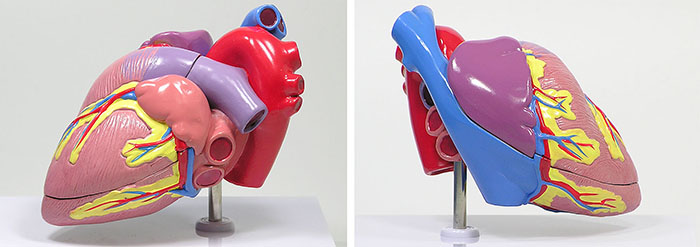 人体模型　心臓　詳細画像01