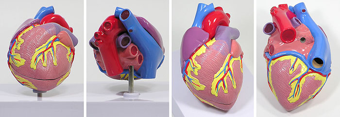 人体模型　心臓　詳細画像02