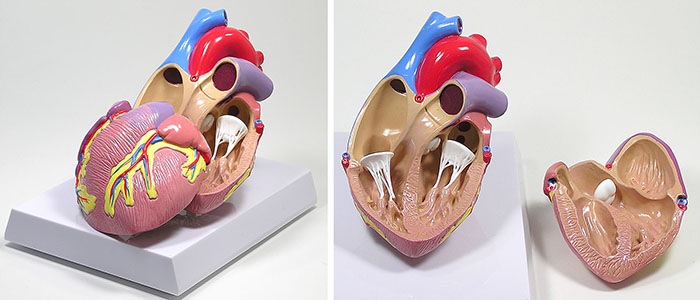 人体模型　心臓　詳細画像03