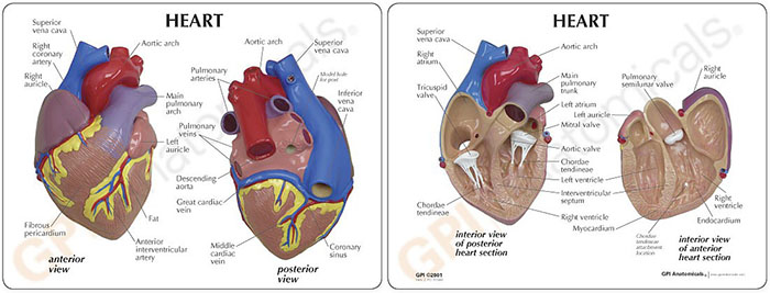 人体模型　心臓　詳細画像04