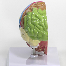 人体模型　右側脳/機能域表示　詳細画像01