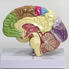 人体模型　右側脳/機能域表示　詳細画像02