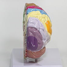 人体模型　右側脳/機能域表示　詳細画像03