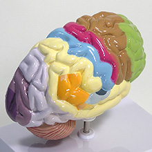 人体模型　右側脳/機能域表示　詳細画像04