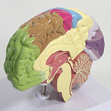 人体模型　右側脳/機能域表示　詳細画像05