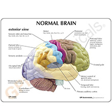 人体模型　右側脳/機能域表示　詳細画像07