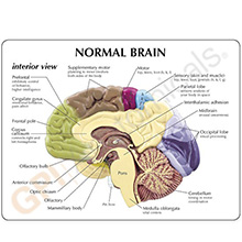 人体模型　右側脳/機能域表示　詳細画像08