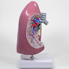 人体模型　肺　詳細画像02