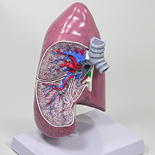 人体模型　肺　詳細画像04