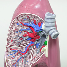 人体模型　肺　詳細画像05
