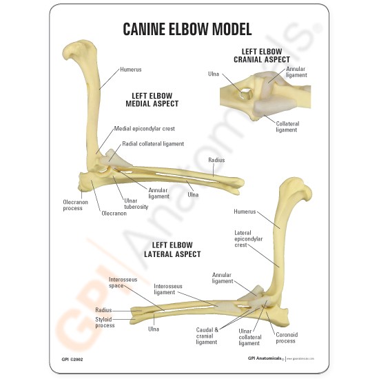 動物模型　犬の肘関節　英文イラストカード