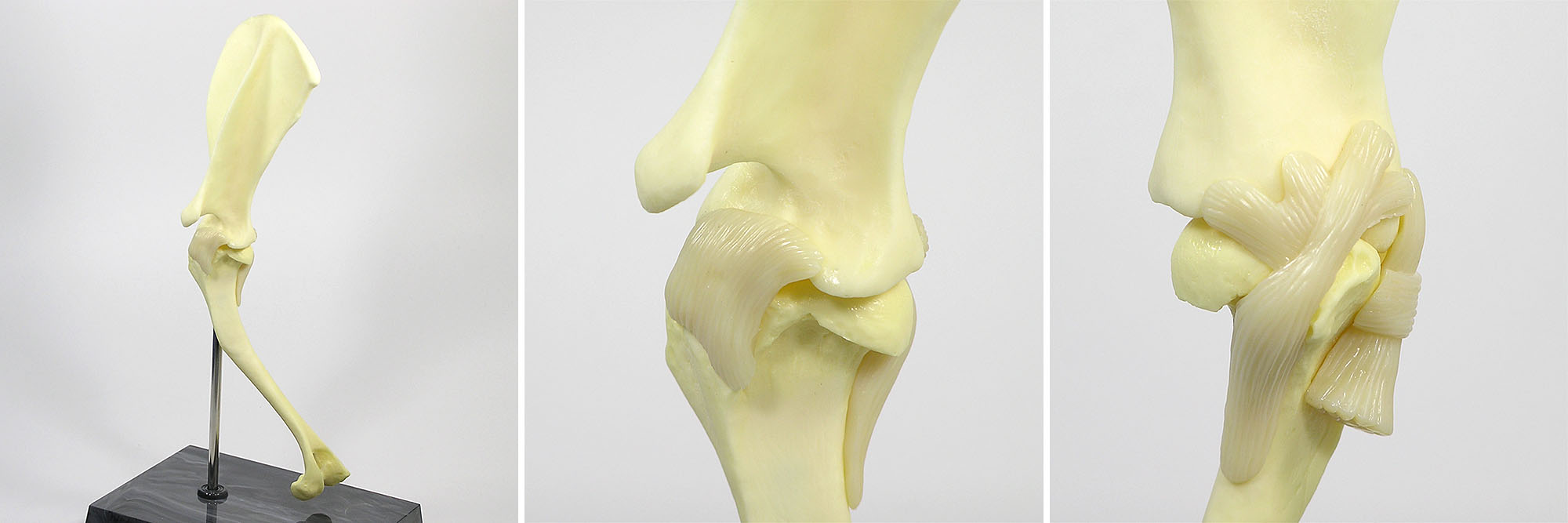 動物模型 犬の肩関節