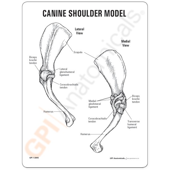 動物模型　犬の肩関節　英文イラストカード