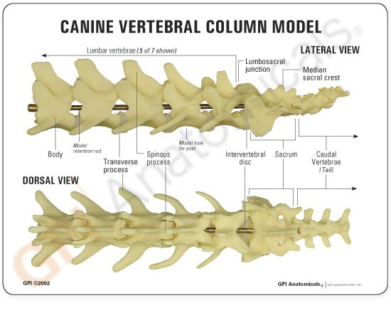 動物模型　犬の腰椎　英文イラストカード
