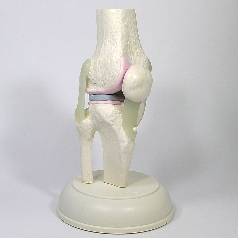 人体模型 膝関節模型＜膝蓋骨スライド型＞