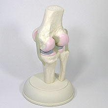 人体模型　膝関節模型＜膝蓋骨スライド型＞　詳細画像02