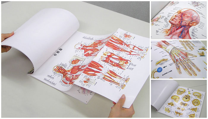 激レア 歯 tooth 80年代 人体解剖図 anatomical chart