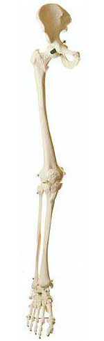 下肢骨模型