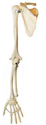 上肢骨模型