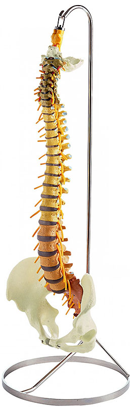脊椎骨盤模型・頸、胸、腰色分モデル