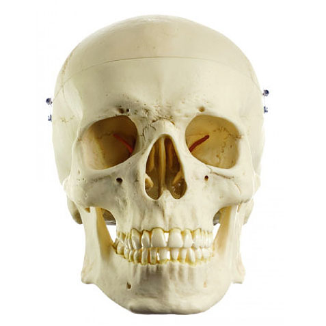 頭蓋骨分解模型　詳細画像
