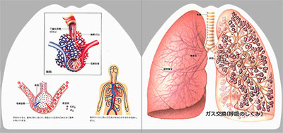 型抜き絵本 慢性閉塞性肺疾患と肺癌 01-02ページ