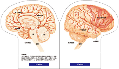 型抜き絵本 ヒトの脳 01-02ページ