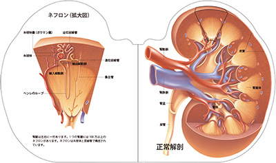 型抜き絵本 腎臓 01-02ページ