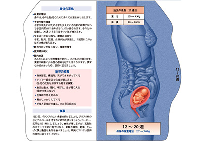 型抜き絵本 胎児の発育 03-04ページ