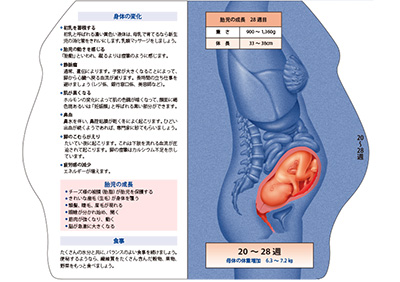 型抜き絵本 胎児の発育 05-06ページ