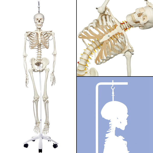 人体模型 全身骨格/関節可動,吊り下げ型