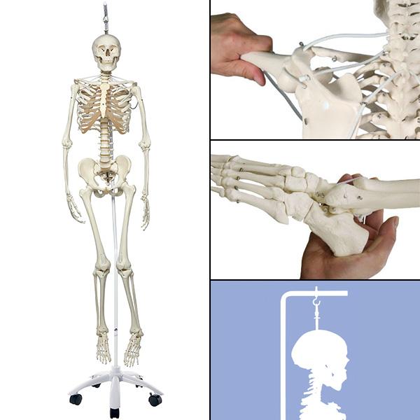 人体模型 全身骨格/関節可動改良,吊り下げ型