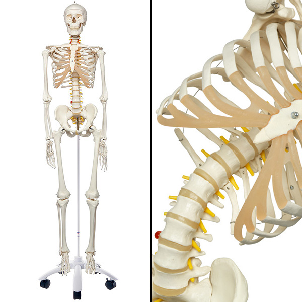 人体模型 全身骨格/脊柱可動