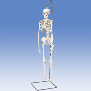 人体模型 ミニ全身骨格/吊り下げ型