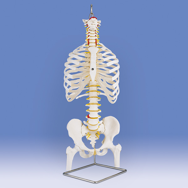 人体模型   脊柱骨盤股関節  脊柱模型　83cm