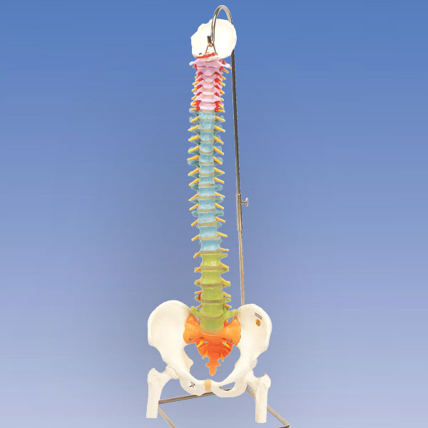 人体模型 脊柱可動型カラーモデル/大腿骨付