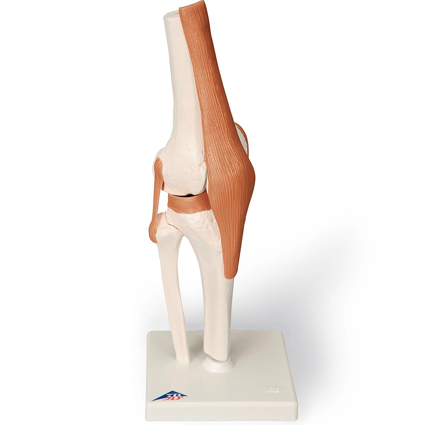 人体模型 膝関節