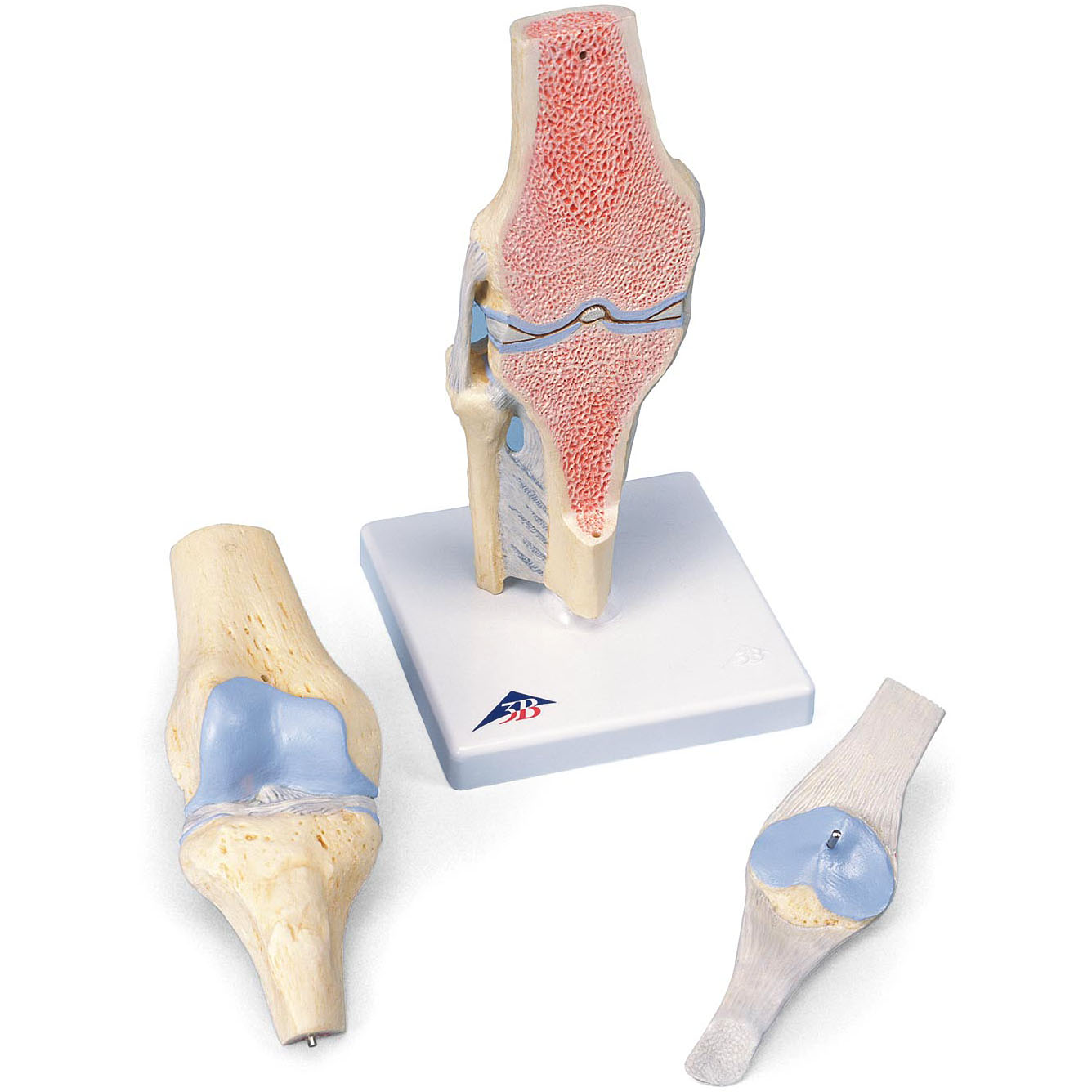 人体模型 膝関節断面/3分解