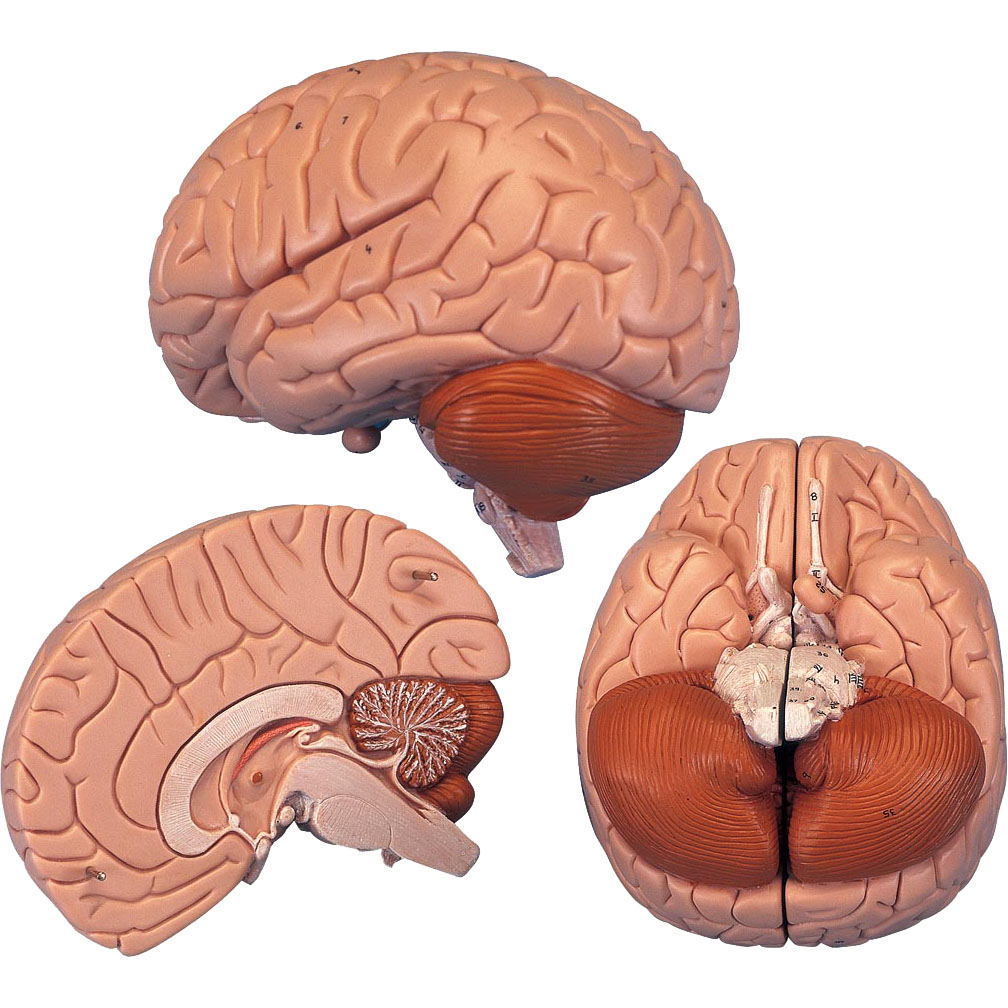 人体模型 脳/2分解