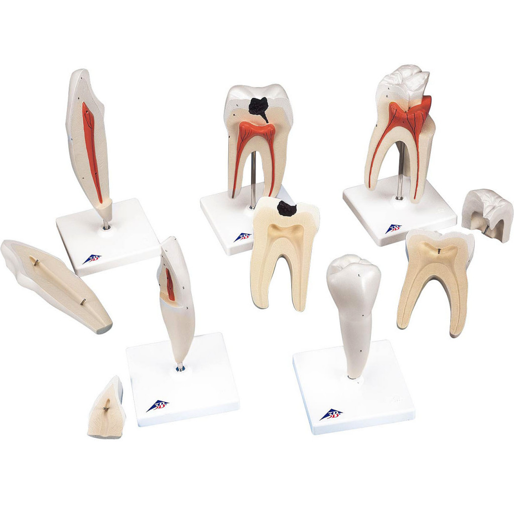 人体模型 歯の8倍拡大模型 5本セット
