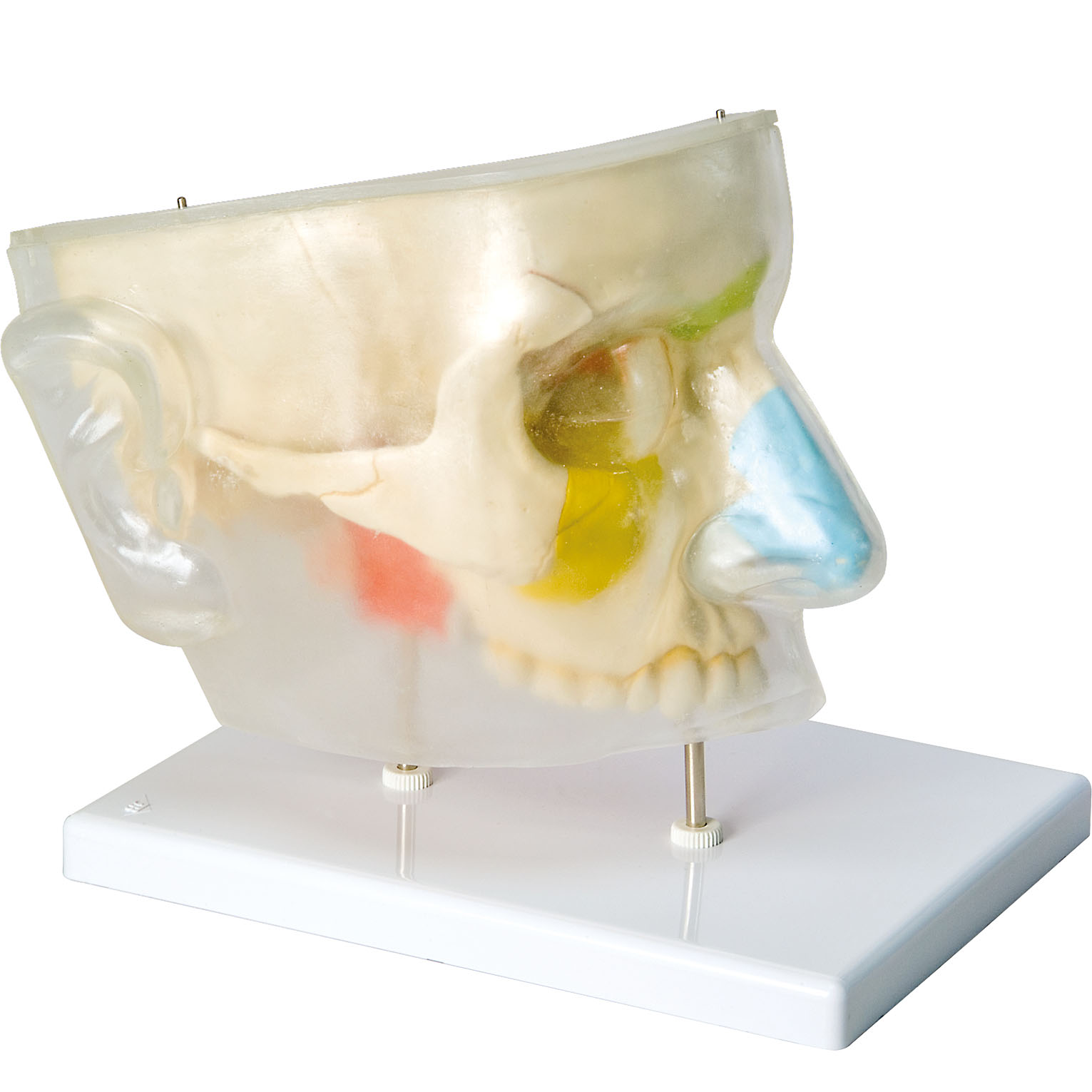 E20 鼻腔と副鼻腔の構造模型5分解モデル 3B 骨格模型 耳鼻科 | www 