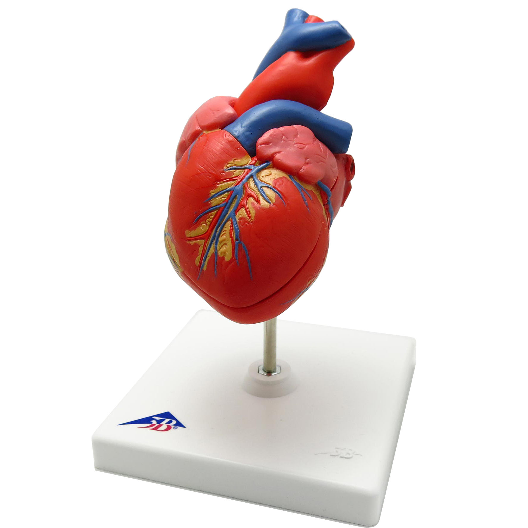 人体模型 心臓