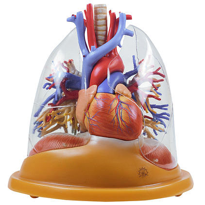 人体模型 心臓、肺