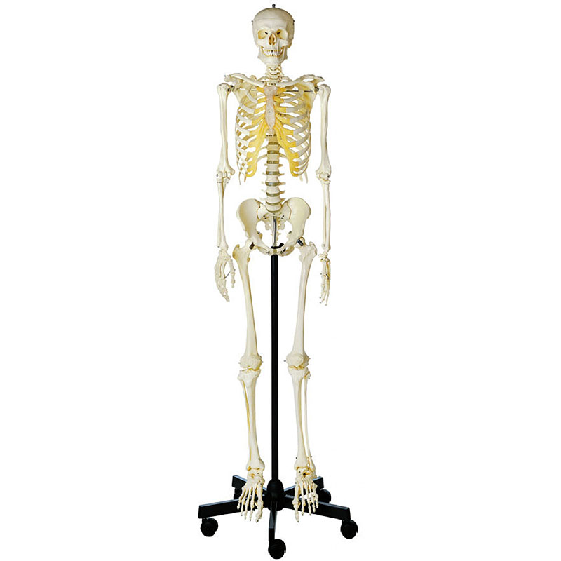 人体模型 等身大骨格模型（男性）