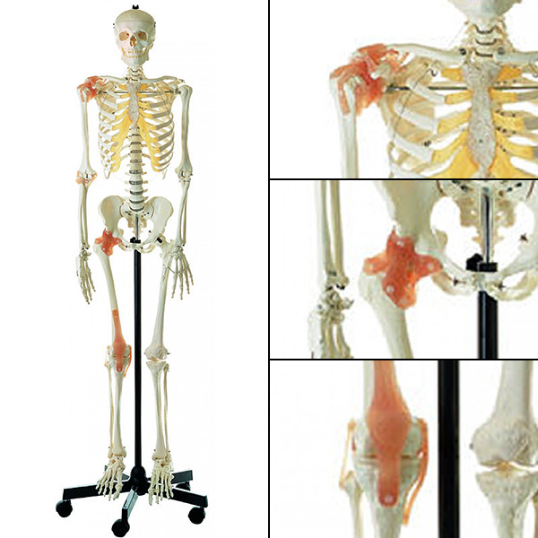 人体模型 等身大骨格模型靭帯付