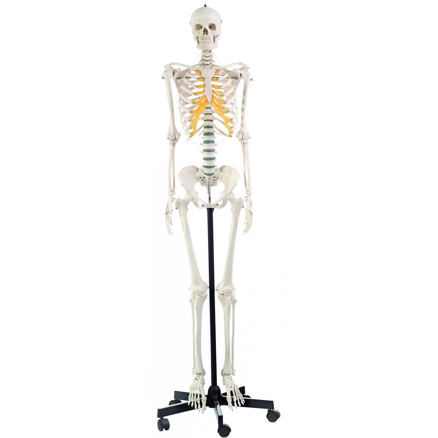 骨格人体模型　等身大　骸骨　骨