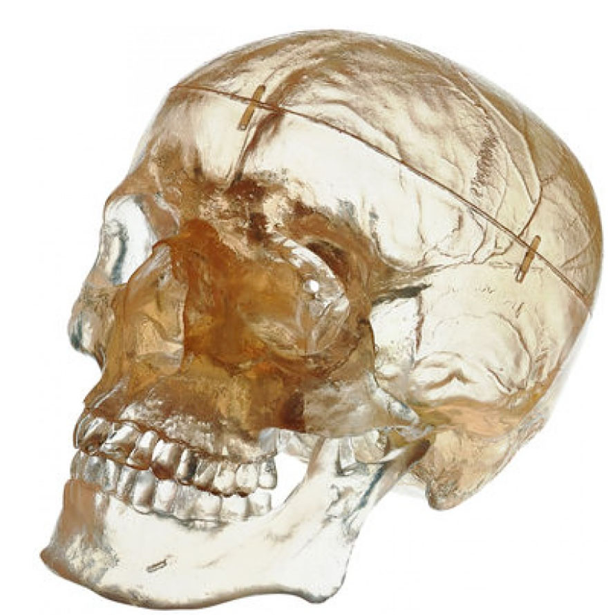 人体模型 頭蓋骨分解模型透明